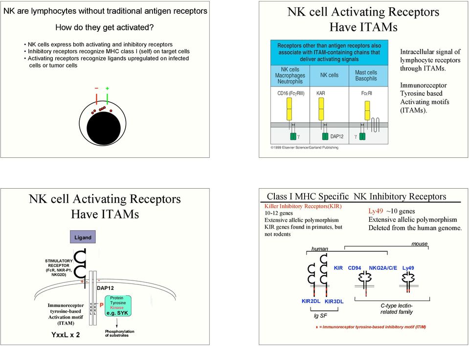 tumor cells NK cell Activating Receptors Have ITAMs Intracellular signal of lymphocyte receptors through ITAMs. + Immunoreceptor Tyrosine based Activating motifs (ITAMs).
