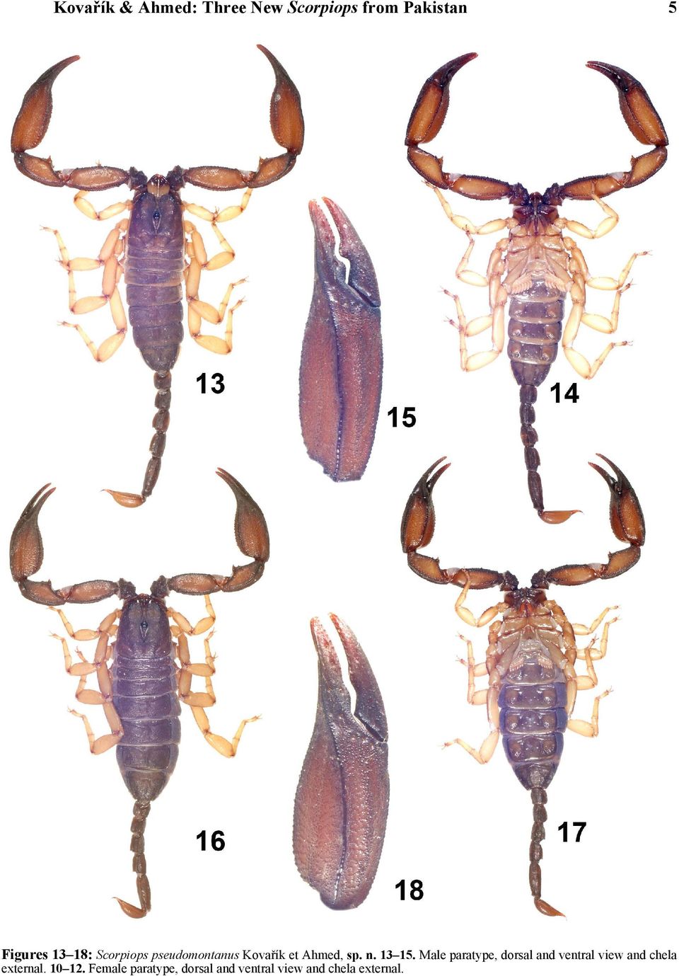 Male paratype, dorsal and ventral view and chela external.