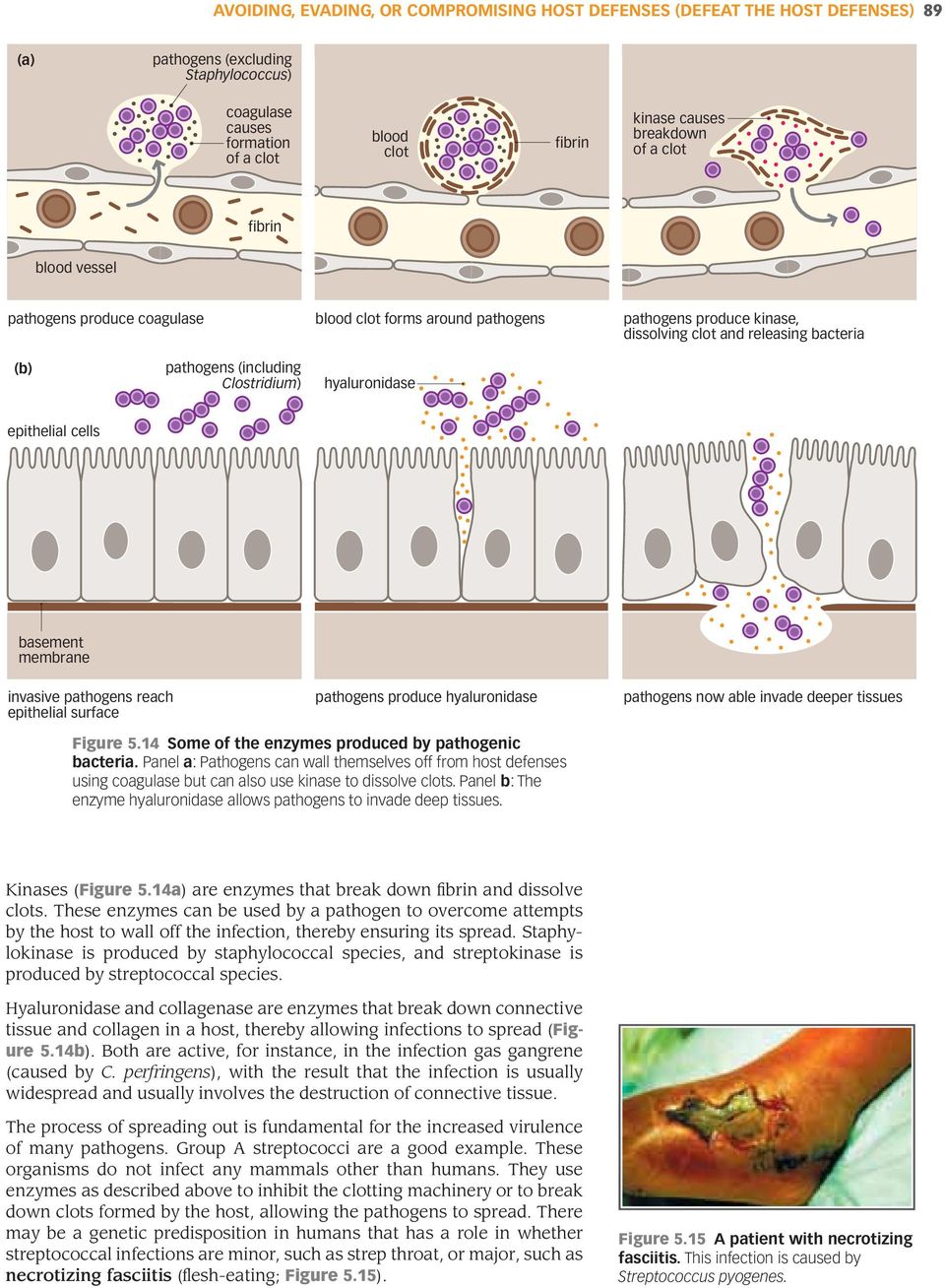 A description of the one celled creature necrotizing fasciitis caused by group a streptococcus