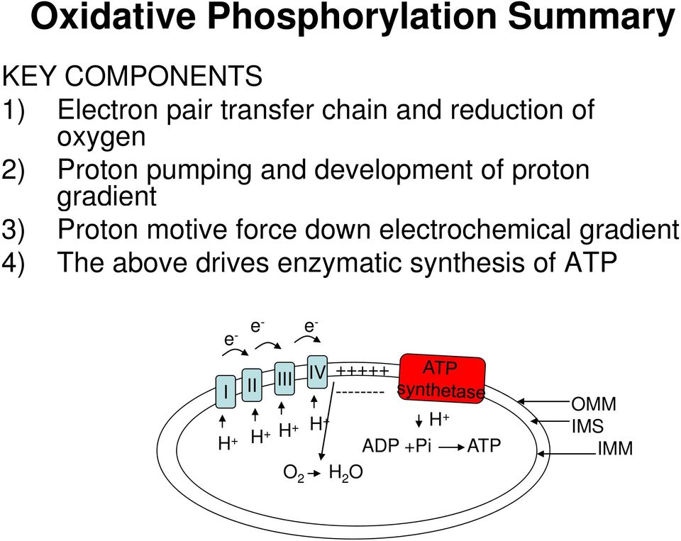 motive force down electrochemical gradient 4) The above drives enzymatic synthesis of