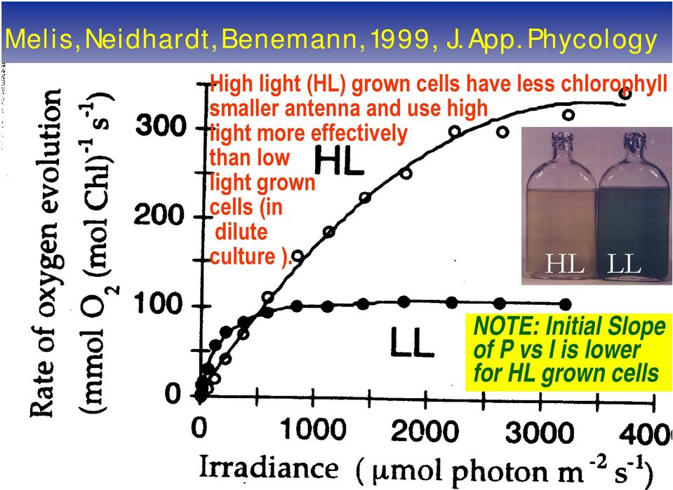 and use high light more effectively than low light grown cells (in