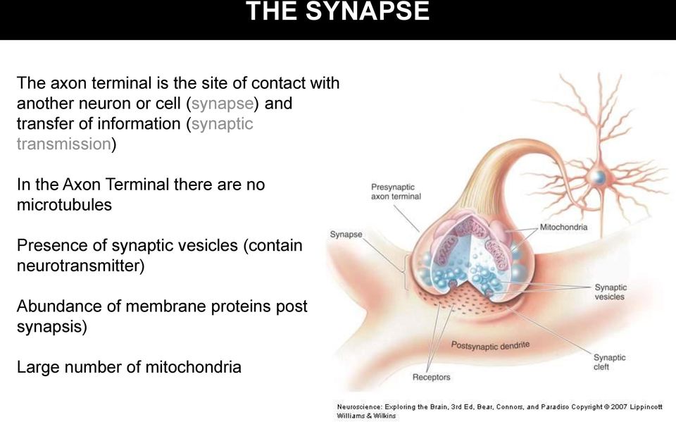 Terminal there are no microtubules Presence of synaptic vesicles (contain