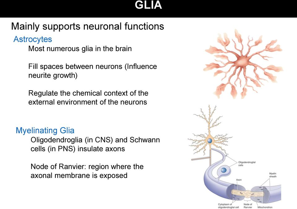 external environment of the neurons Myelinating Glia Oligodendroglia (in CNS) and