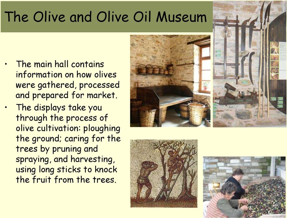 The displays take you through the process of olive cultivation: ploughing the