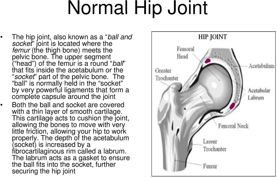 The ball is normally held in the socket by very powerful ligaments that form a complete capsule around the joint Both the ball and socket are covered with a thin layer of smooth cartilage.