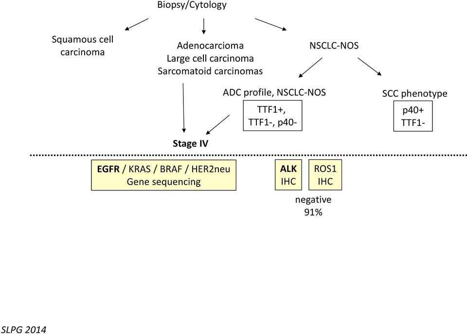 TTF1+, TTF1-, p40- SCC phenotype p40+ TTF1- Stage IV EGFR / KRAS /