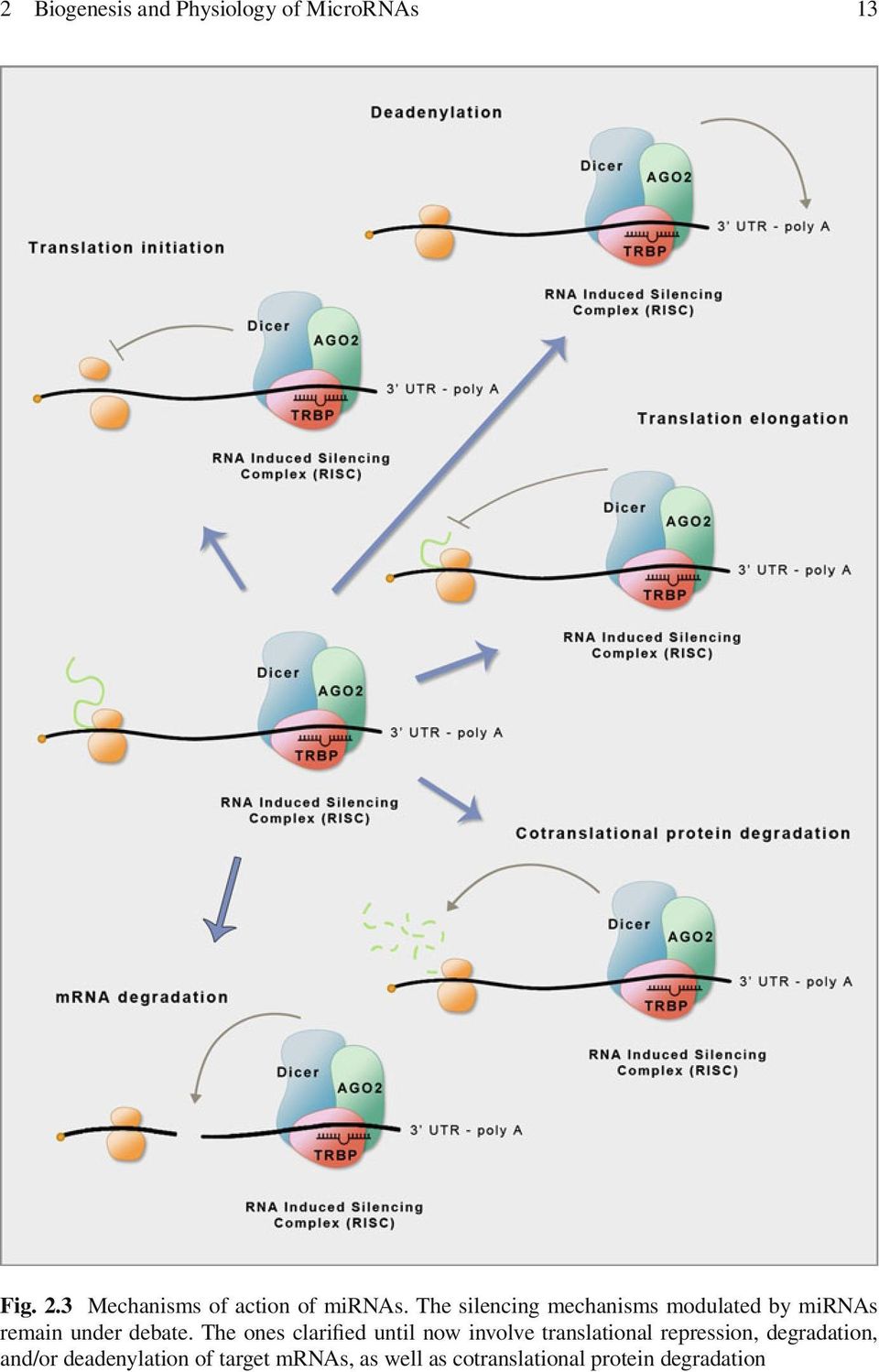 The silencing mechanisms modulated by mirnas remain under debate.