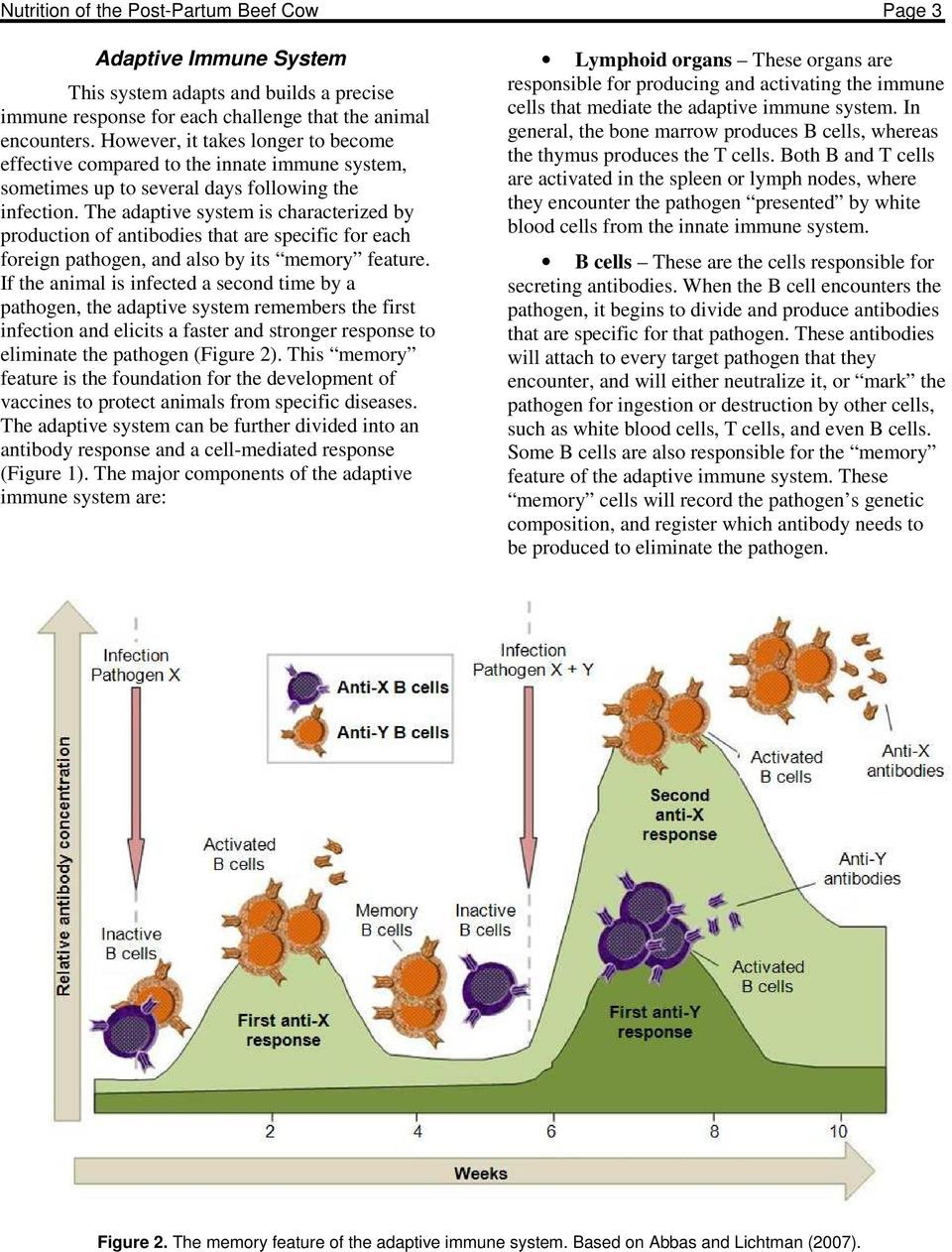 The adaptive system is characterized by production of antibodies that are specific for each foreign pathogen, and also by its memory feature.