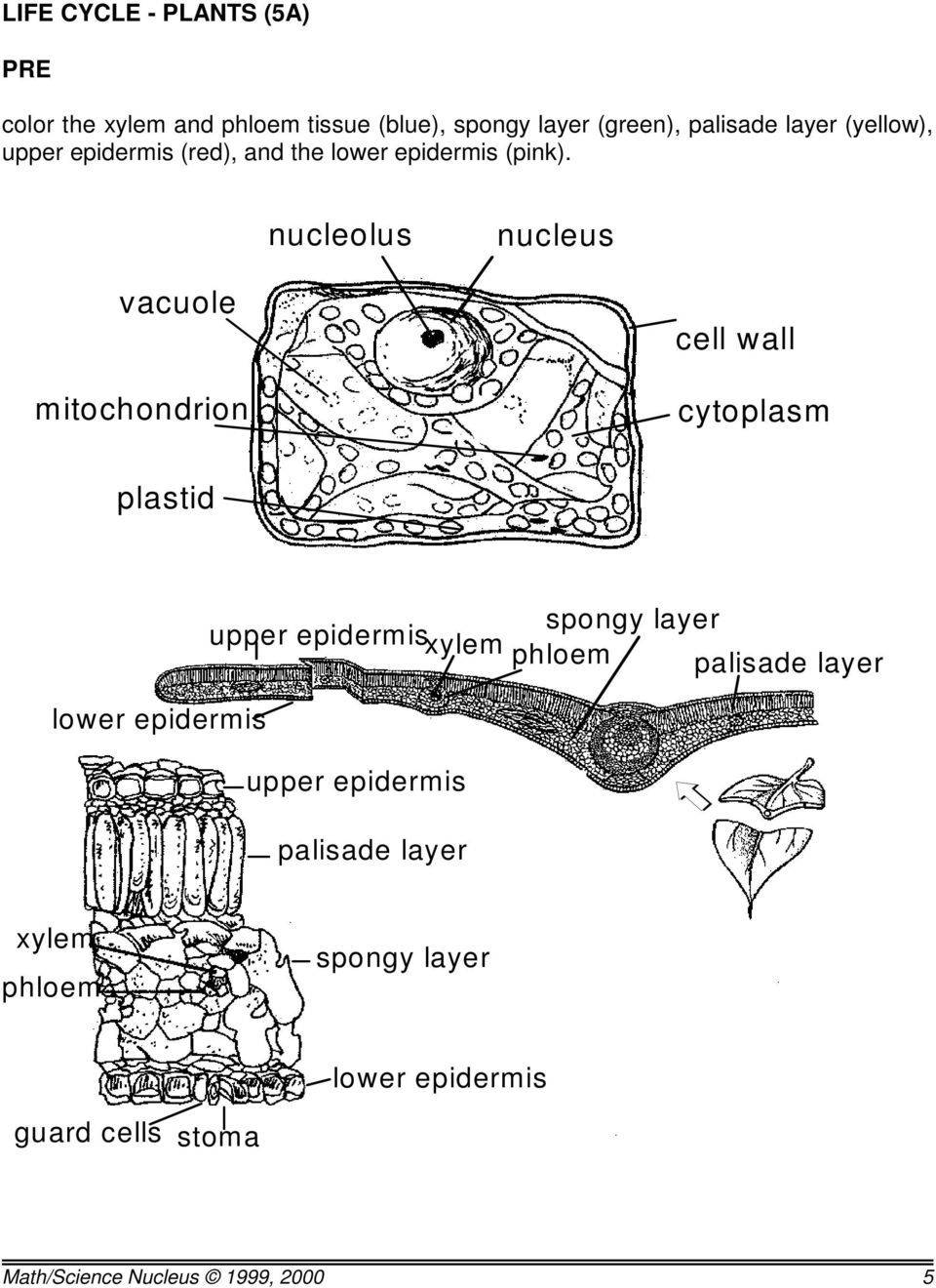 nucleolus nucleus vacuole mitochondrion cell wall cytoplasm plastid spongy layer upper epidermisxylem phloem