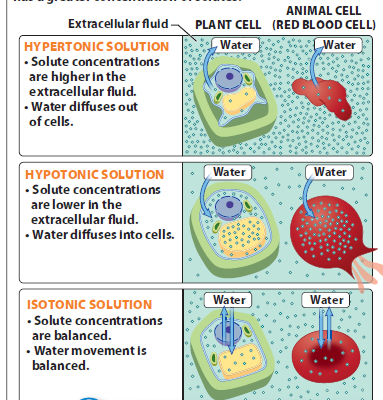 Cells can gain or loose water depending on the concentration of solutes outside vs.