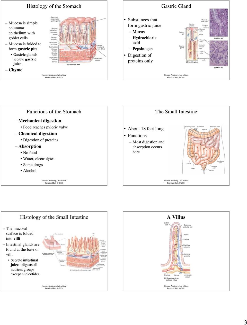 Digestion of proteins Absorption No food Water, electrolytes Some drugs Alcohol About 18 feet long Functions Most digestion and absorption occurs here The Small Intestine Histology of