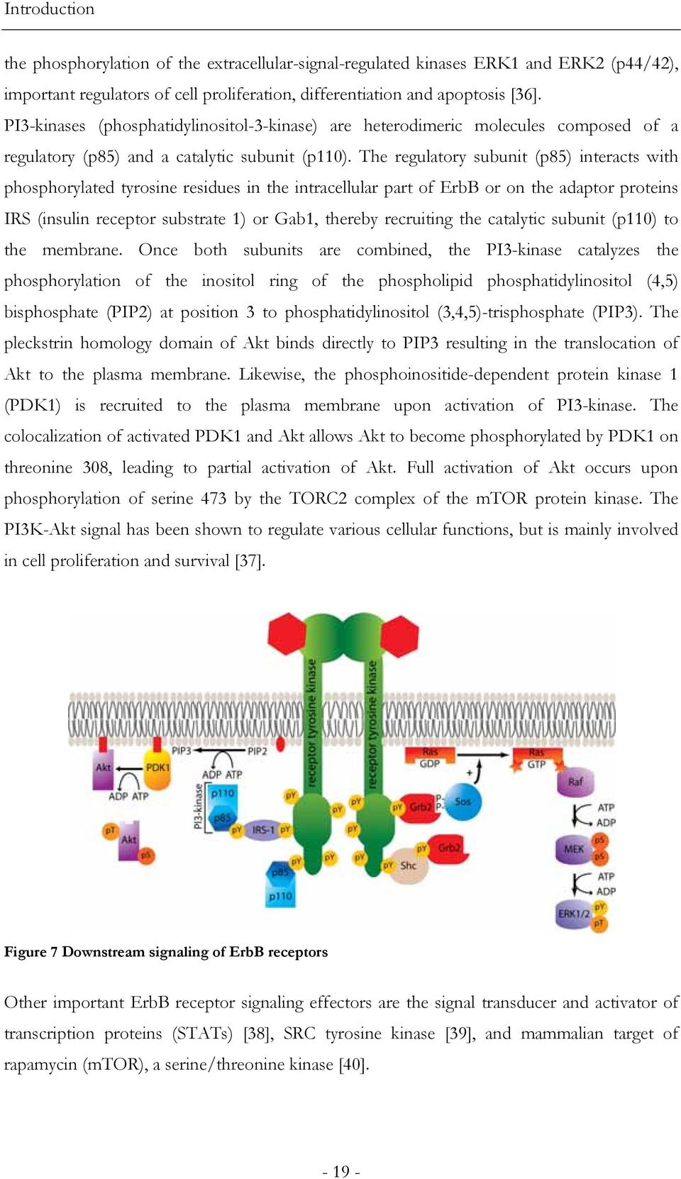 The regulatory subunit (p85) interacts with phosphorylated tyrosine residues in the intracellular part of ErbB or on the adaptor proteins IRS (insulin receptor substrate 1) or Gab1, thereby