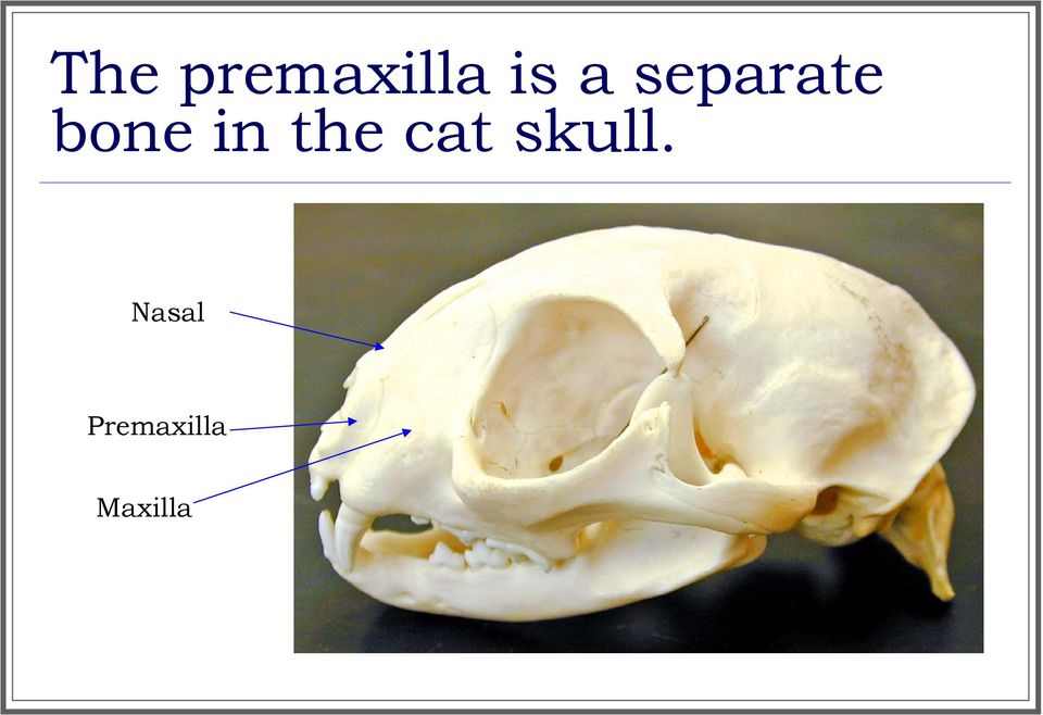 the cat skull.