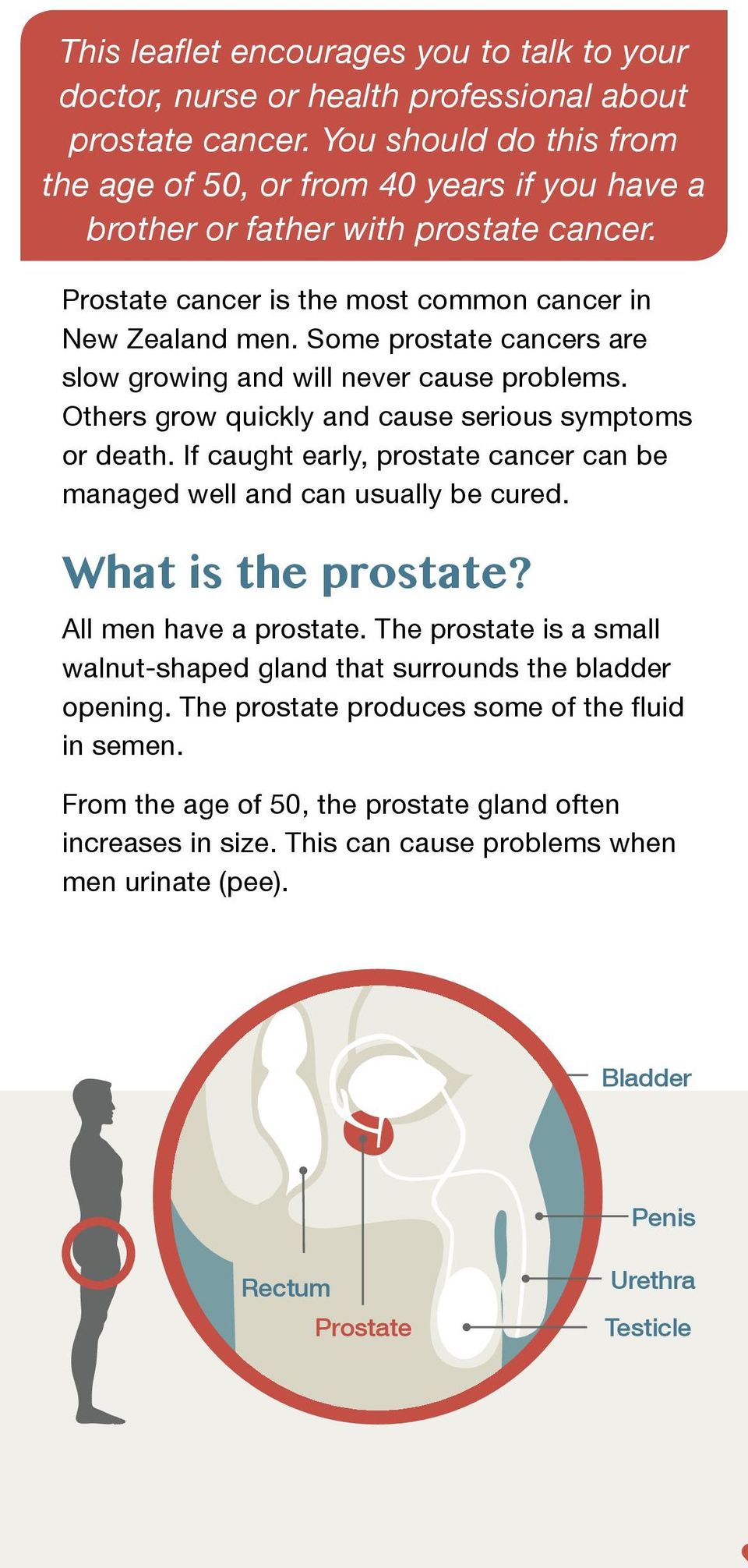 Others grow quickly and cause serious symptoms or death. If caught early, prostate cancer can be managed well and can usually be cured. What is the prostate?