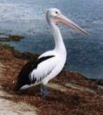 Figure 24 Horus Swift (Image Source: African Handbook of Birds) Largest beak The Australian Pelican has the largest beak up to 47cm long,