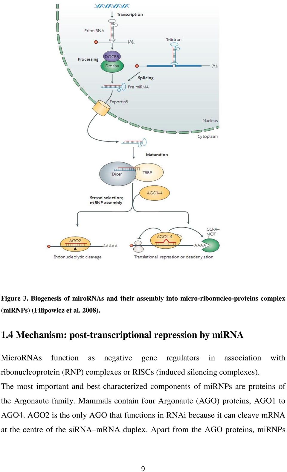 RISCs (induced silencing complexes). The most important and best-characterized components of mirnps are proteins of the Argonaute family.