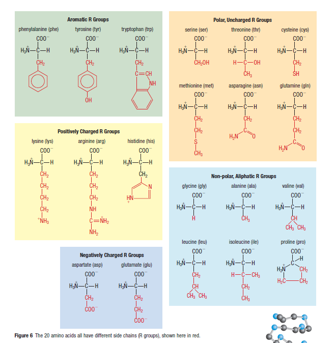 From Amino Acids to Peptides and Proteins The R
