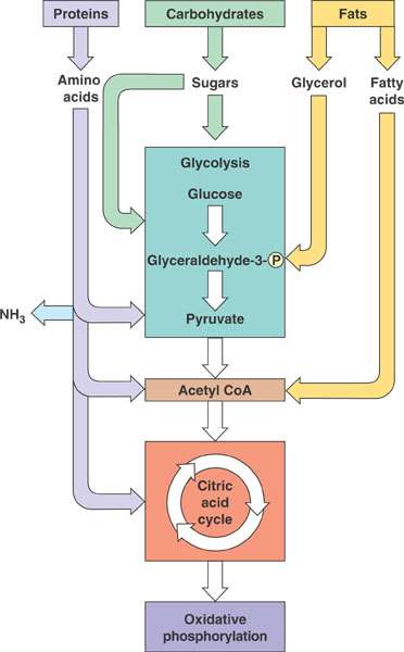Non-glucose energy sources other substances can be oxidized to produce ATP in living systems along with carbohydrates, proteins and lipids (fats) are