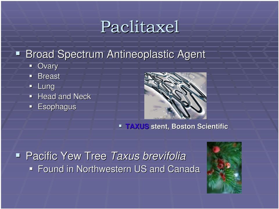 stent,, Boston Scientific Pacific Yew Tree