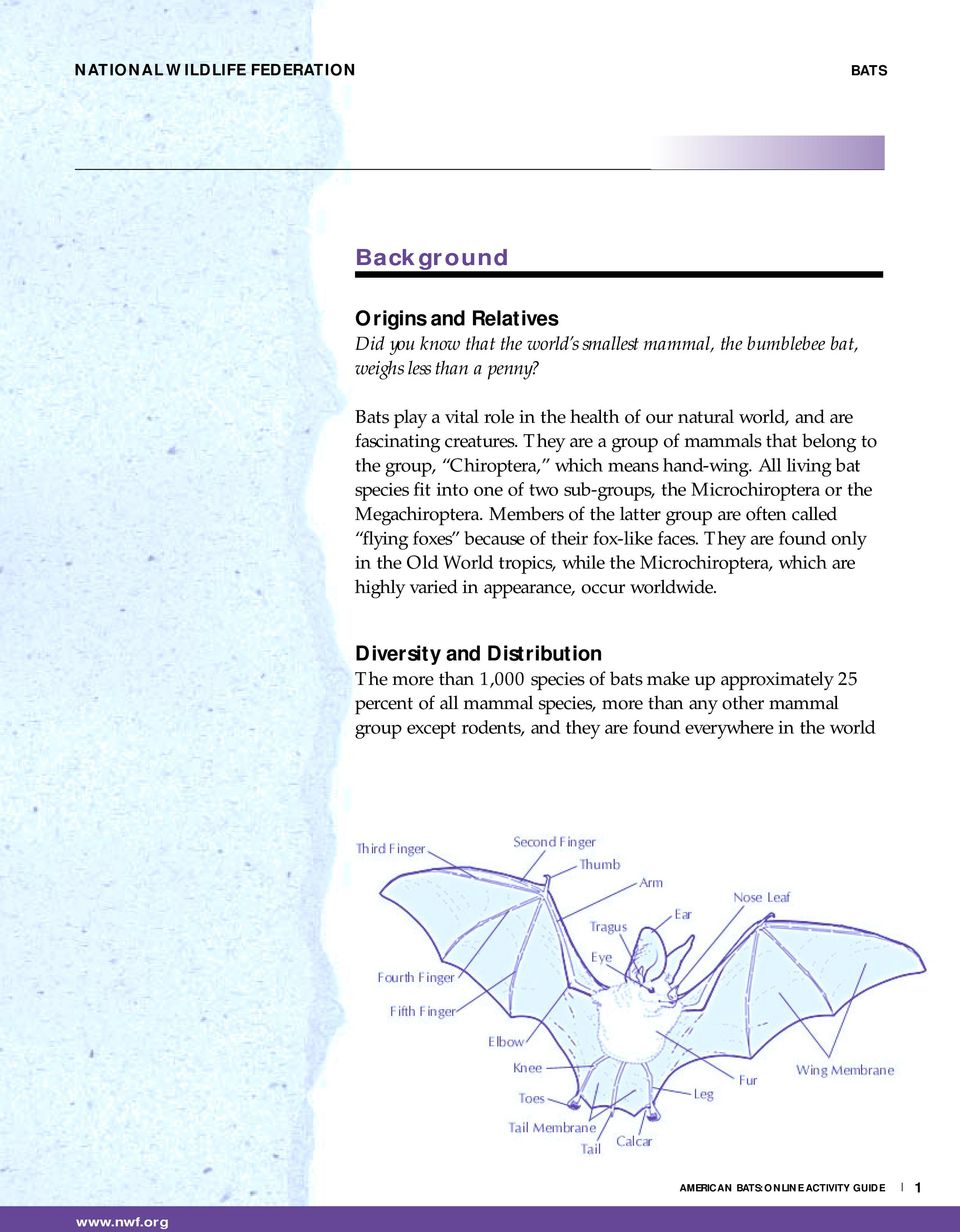 All living bat species fit into one of two sub-groups, the Microchiroptera or the Megachiroptera. Members of the latter group are often called flying foxes because of their fox-like faces.