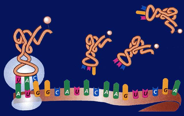The role of transfer RNA