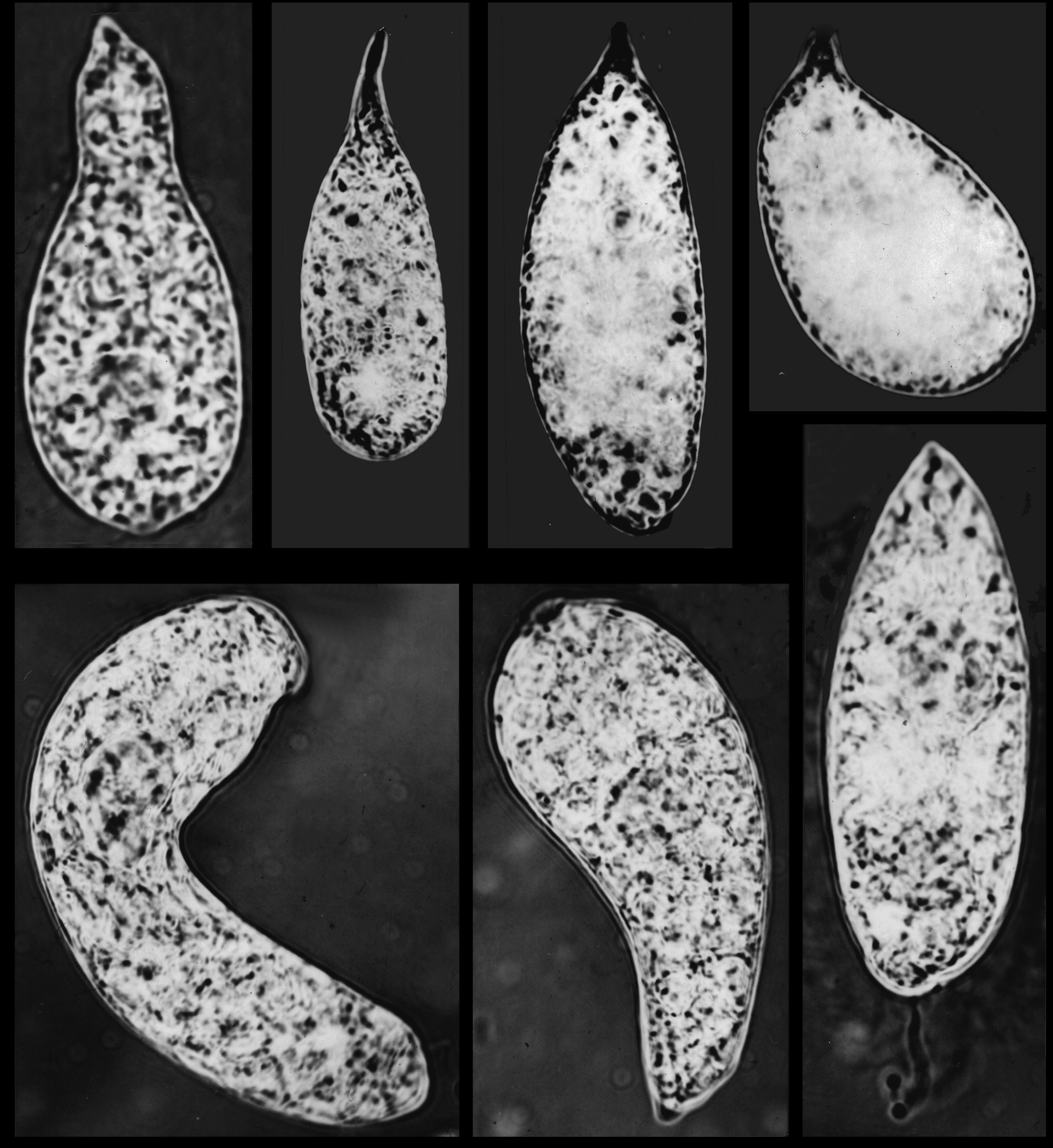 K. Wołowski: Studies on euglenophytes (S Poland) 103 1 2 5 3 4 6 7 Plate VII. 1 2. Euglena obtusa Schmitz; 3.