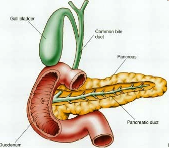 Leaving the Stomach Pyloric Sphincter : Small separates the stomach from the small. the strongest muscle in the GI tract.