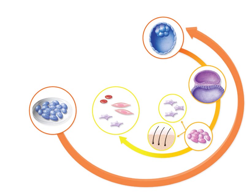 [BASICS] A Biological Clock In the developing human body, a cell s possible identities become restricted with time and increased specialization although induced pluripotent stem cells (ipscs) seem to