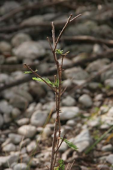 Rootmass; Pounds per Acre Curlymesquite Sideoats grama Big bluestem 3,100 4,100 11,000 Upland plants Knotgrass Spikerush Baltic rush
