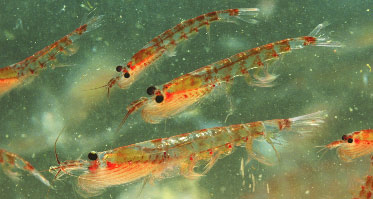 Krill Many sea animals in the Antarctic eat krill.