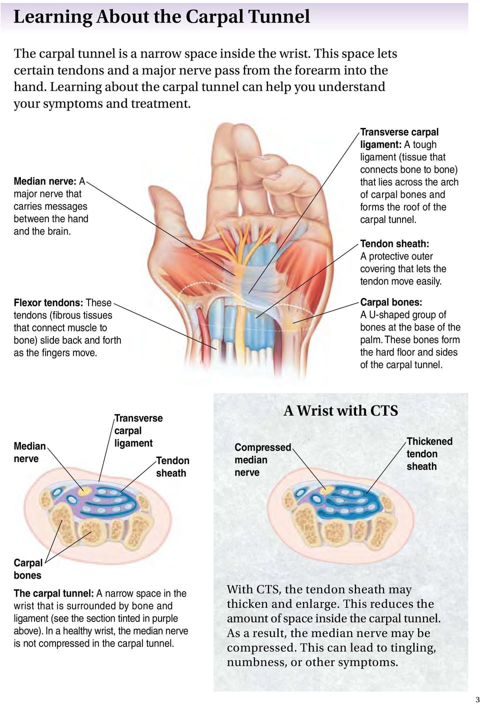 Flexor tendons: These tendons (fibrous tissues that connect muscle to bone) slide back and forth as the fingers move.