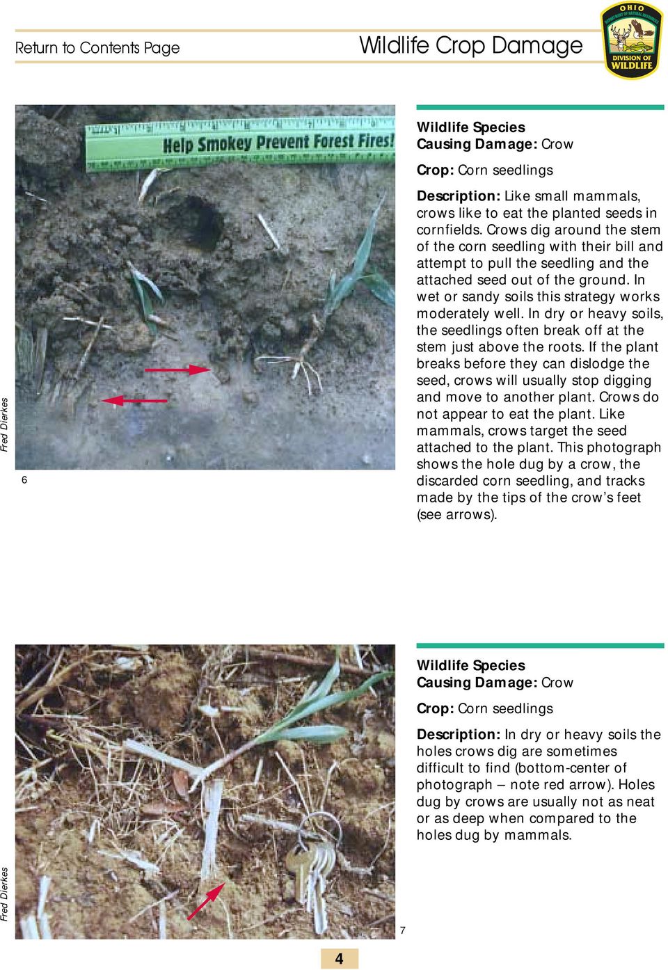 In dry or heavy soils, the seedlings often break off at the stem just above the roots. If the plant breaks before they can dislodge the seed, crows will usually stop digging and move to another plant.