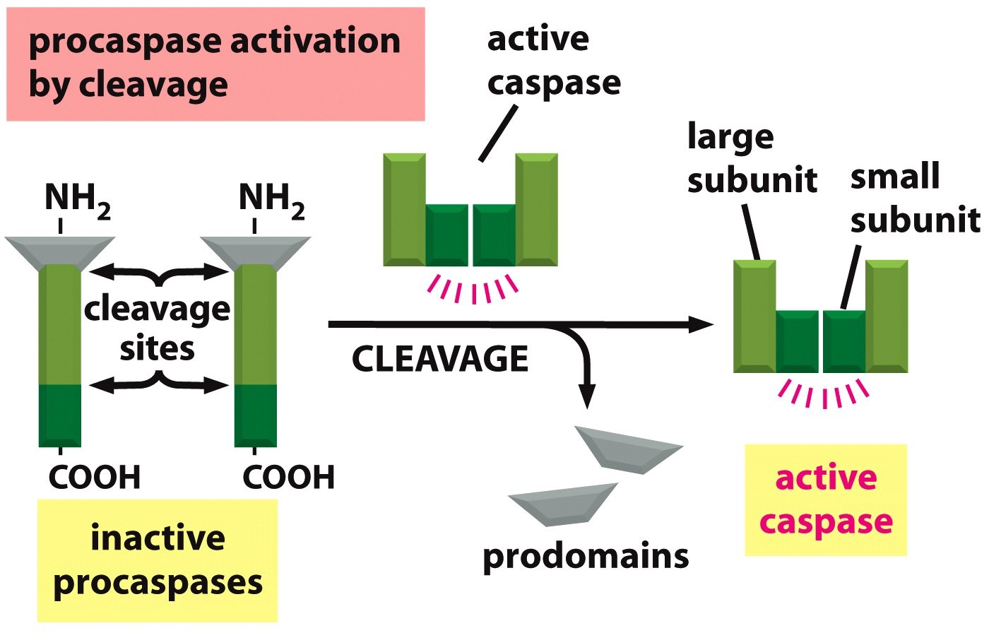 2. Apoptosis is mediated by an intracellular proteolytic cascade Apoptosis is carried out by Caspases A family of proteases (cut up other proteins) Procaspase (inactive) is activated by cleavage,