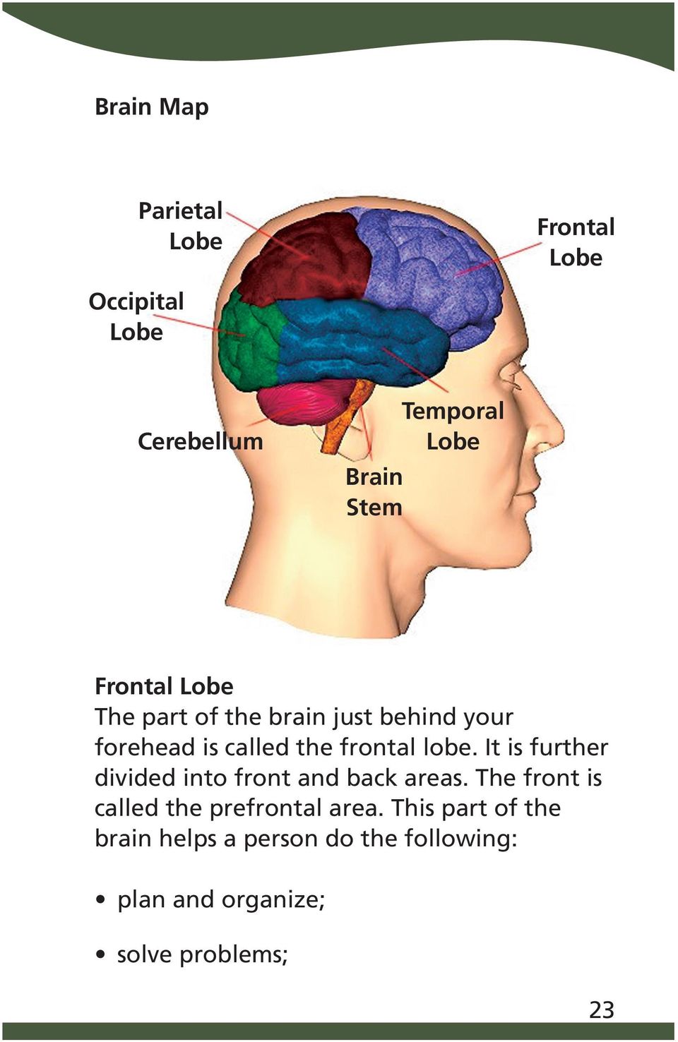 It is further divided into front and back areas. The front is called the prefrontal area.