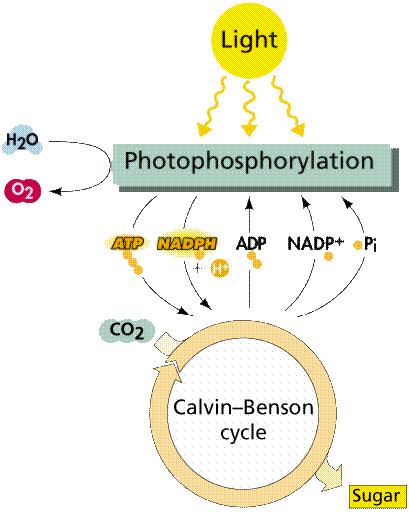 Photosynthesis Overall, water, carbon dioxide, and sunlight produce glucose and oxygen.
