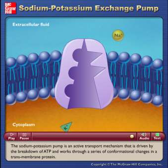 2. Active Transport a) Primary Active Transport = movement of ions with a pump fueled by ATP. i) Calcium (Ca +2 ) Pump keeps Ca +2 concentrations low in cell cytoplasm. (e.g.