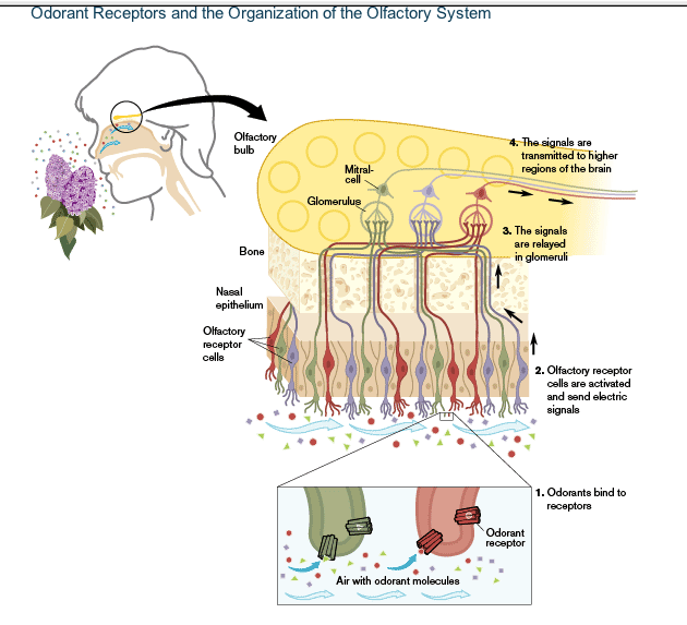 olfactory receptor types.