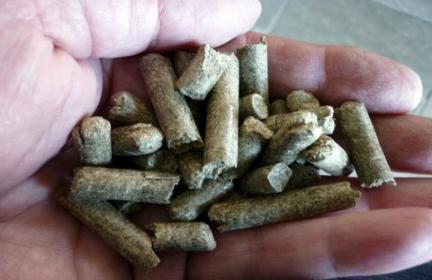 Giant King Grass Pellets as Coal Replacement Giant King Grass pellets can replace up to 20% of coal in an existing coal-fired power plant Burning coal and biomass together is called cofiring Requires