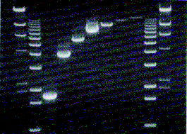 Two-Step RT-PCR Typical Results of Two-Step RT-PCR.4. Typical Results of Two-Step RT-PCR 1 2 3 4 6 7 8 9 10 11 Figure.4.1 Two-step RT-PCR amplification of up to 13. kb dystrophin targets.