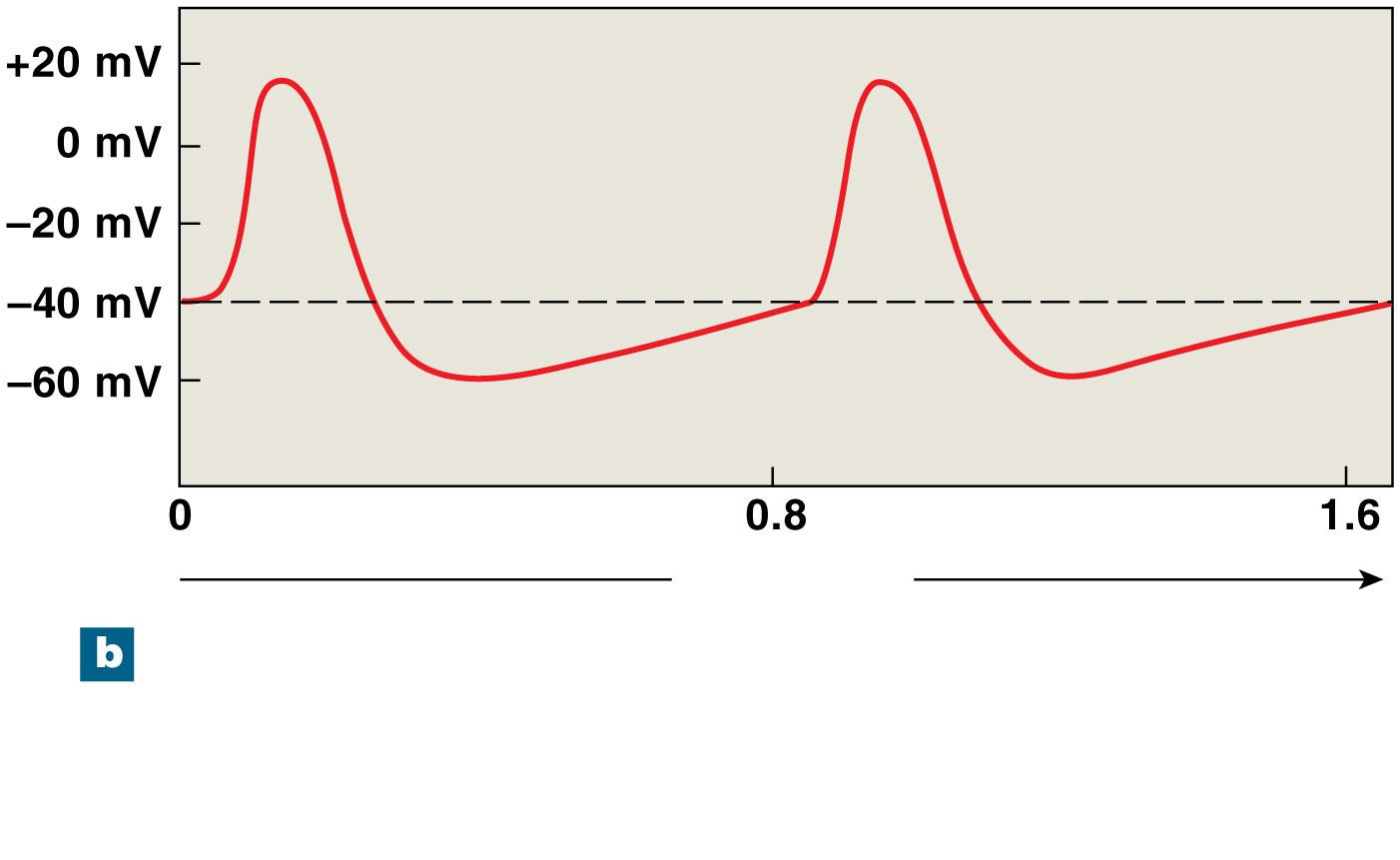 Figure 20-11b The Conducting System of the Heart Threshold Prepotential (spontaneous depolarization) Time (sec) Changes in the membrane potential of a
