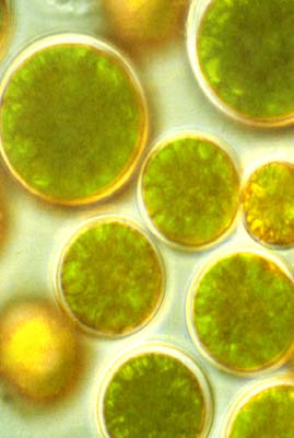Microalgae / sponge activities Fine chemicals/