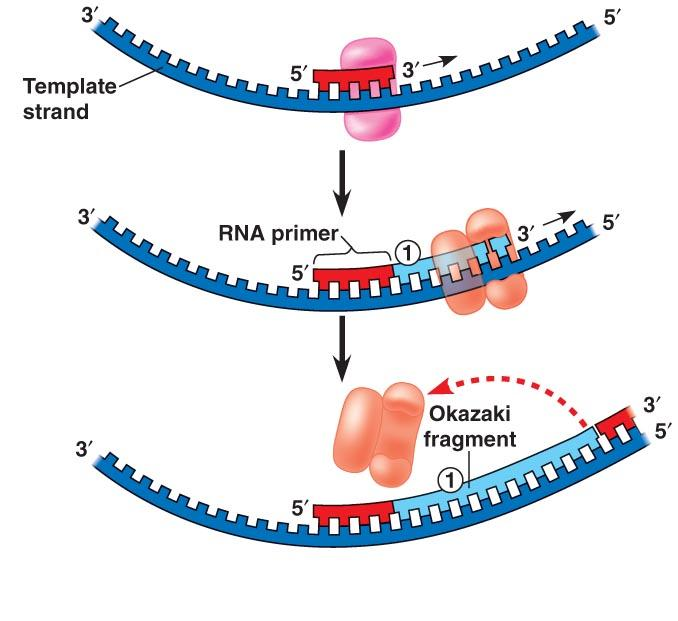 3. DNA pol III detaches Okazaki
