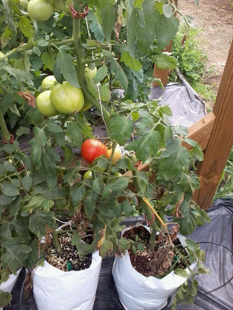 Objective To determine whether hydroponically grown tomatoes provide a more