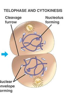 Cytokinesis: As mitosis ends, cytokinesis begins, resulting in the formation of two daughter cells.