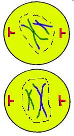 25) Which phase of meiosis does this picture represent? How can you tell?