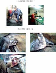 3 REMARK OF INCIDENTAL CAUGHT SEA TURTLE Almost all incidentally caught sea turtles were released back to the sea, for several reasons: () crews were aware of the prohibition of sea turtle