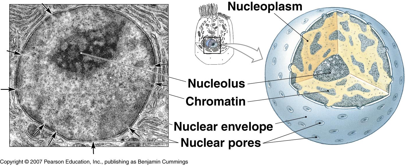 The Nucleus The