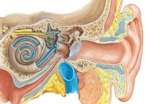 VESTIBULAR SYSTEM ANATOMY & PHYSIOLOGY - Cranial Nerve VIII Vestibulococochlear nerve - Components: 3 semicircular canals + 2 otoliths -