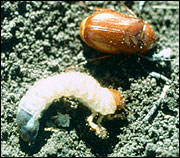 May and June Beetles (Phyllophaga species) May and June beetles can be found all across the United States. Both adults and larva can cause damage to turfgrass plants.