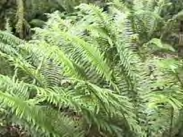 spacing 2+ years for coverage Sword Fern 18 to 24